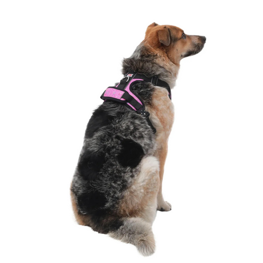 Arnés para Perro Totto Pets Draco 9IL Talla M