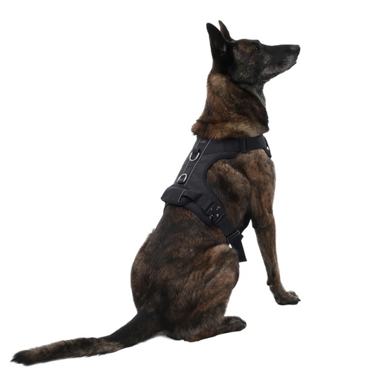 Arnés para Perro Totto Pets Draco N01 Talla L