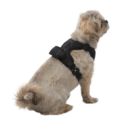 Arnés para Perro Totto Pets Draco N01 Talla XS