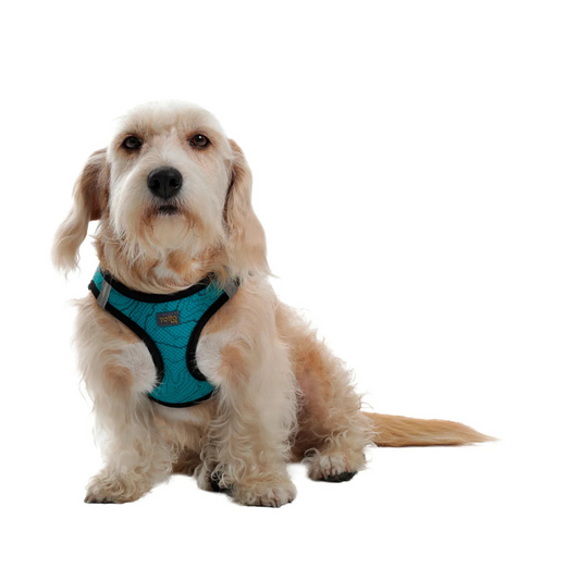 Arnés para Perro y Gato Totto Pets Toby 4DO Talla S