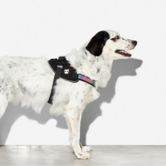 Arnes ZeeDog Flyharness Gotham Talla 5