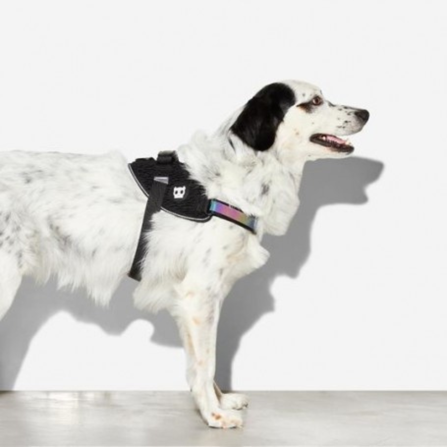 Arnes ZeeDog Flyharness Gotham Talla 4