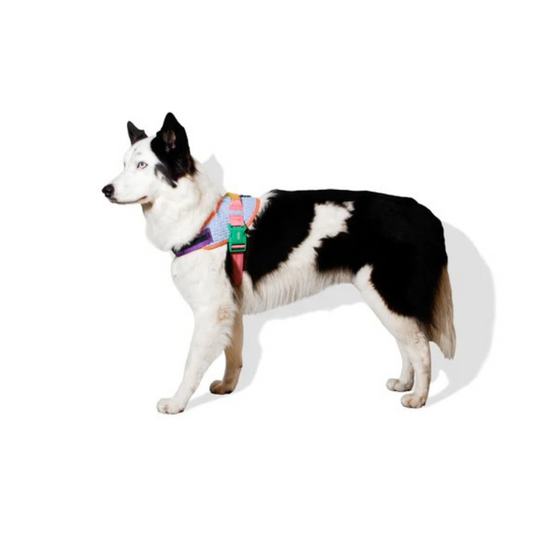 Arnes ZeeDog Flyharness Galaxy Talla 2