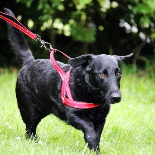 Arnés Kong Norwegian Medium Rojo