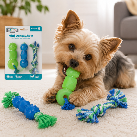 Pequeño perro jugando con juguete dental verde DentaChew de Outward Hound