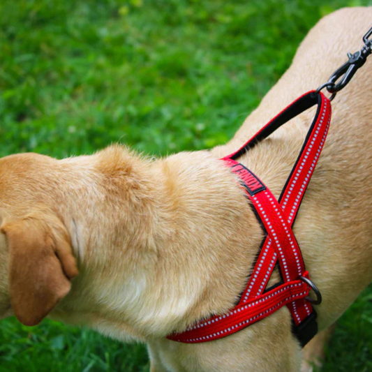 Arnés Kong Norwegian Large Rojo