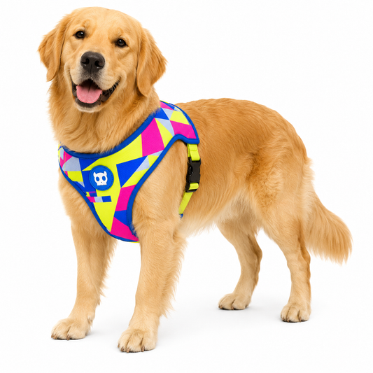 Golden Retriever con arnés Zeedog Mesh Plus Volt talla L de patrón geométrico colorido