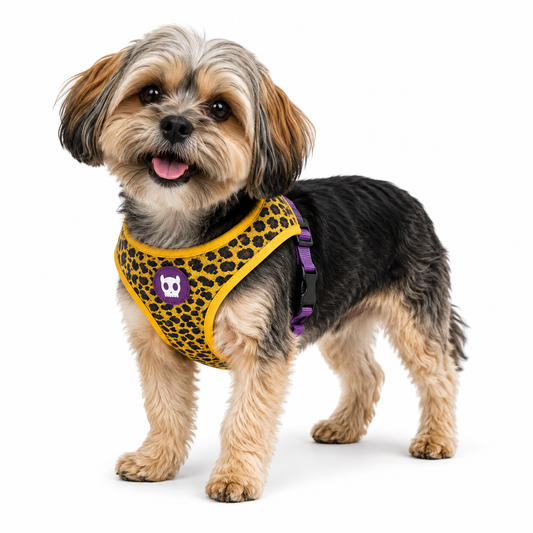 Shih Tzu con arnés Zeedog Mesh Plus estampado leopardo amarillo con detalles morados