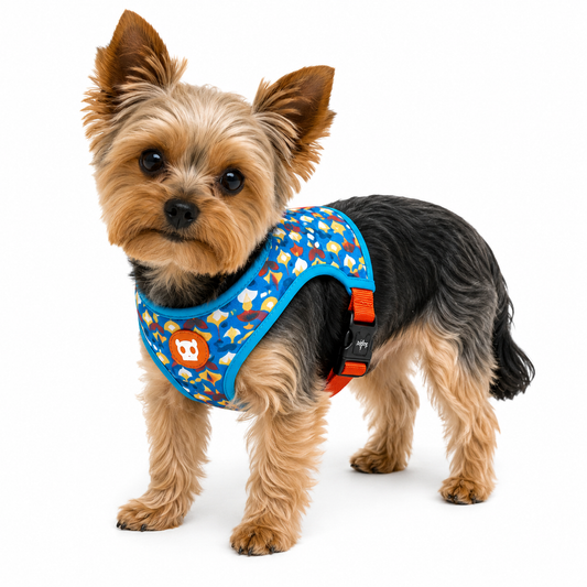 Pequeño perro con arnés Zeedog Mesh Plus Marrakesh azul con patrones geométricos y detalles en rojo