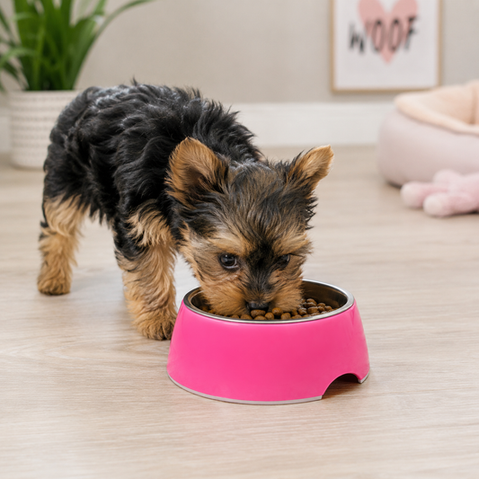 Pequeño perro comiendo de comedero rosa neón con acero inoxidable
