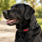 Collar KONG nylon negro talla L para perros grandes, resistente y cómodo