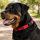 Rottweiler con collar rojo reflectivo de nylon KONG con hebilla de seguridad en un parque