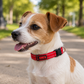 Collar KONG nylon reflectivo rojo small en perro pequeño marrón y blanco en parque