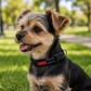 Perro pequeño con collar de nylon negro KONG con costuras reflectivas en un parque