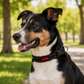 Collar KONG Nylon Negro M – Resistencia y Comodidad para Perros Medianos