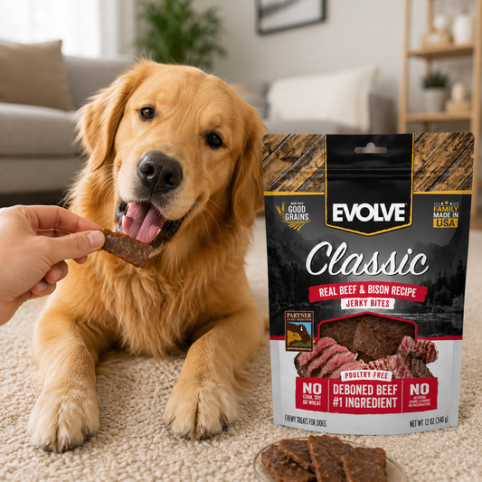 Golden Retriever comiendo premios Evolve Classic Jerky Bites de res y bisonte