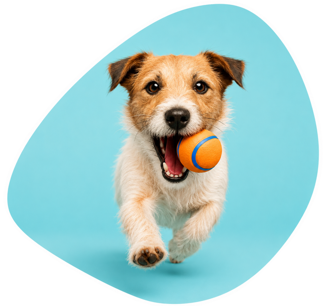 Happy tan and white dog holding orange ball with blue stripe against turquoise background