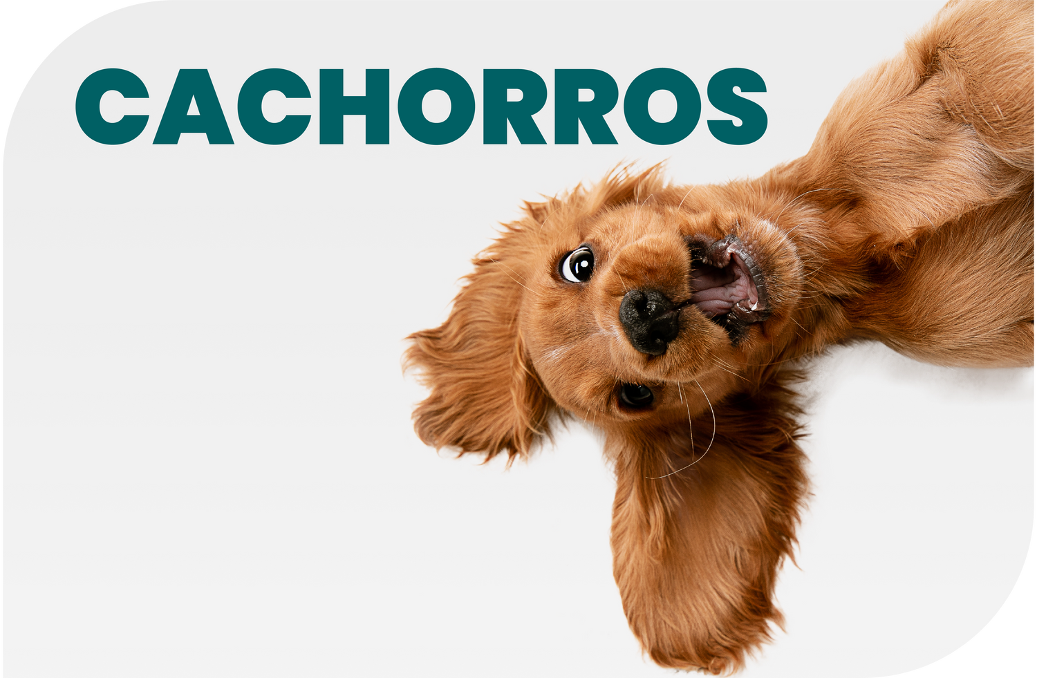 Golden-brown puppy looking upward with tongue out against white background with CACHORROS text