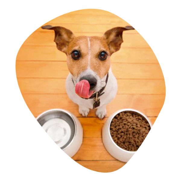 Brown and white dog with tongue out sitting on wooden floor with two bowls, one empty and one filled with dry food